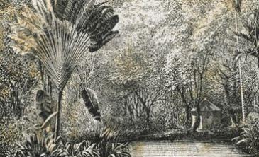  Jardin botanique de Saint Pierre - Nos grandes colonies (p.37)