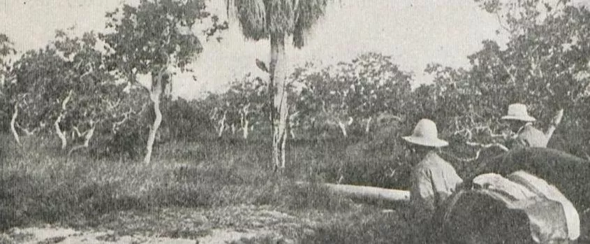 Photographie des Savanes avec leurs chaparros