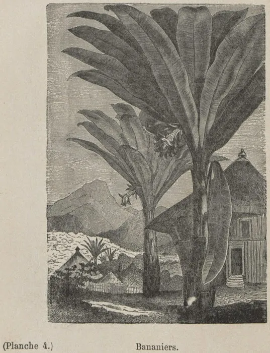 Gravure représentant des bananiers