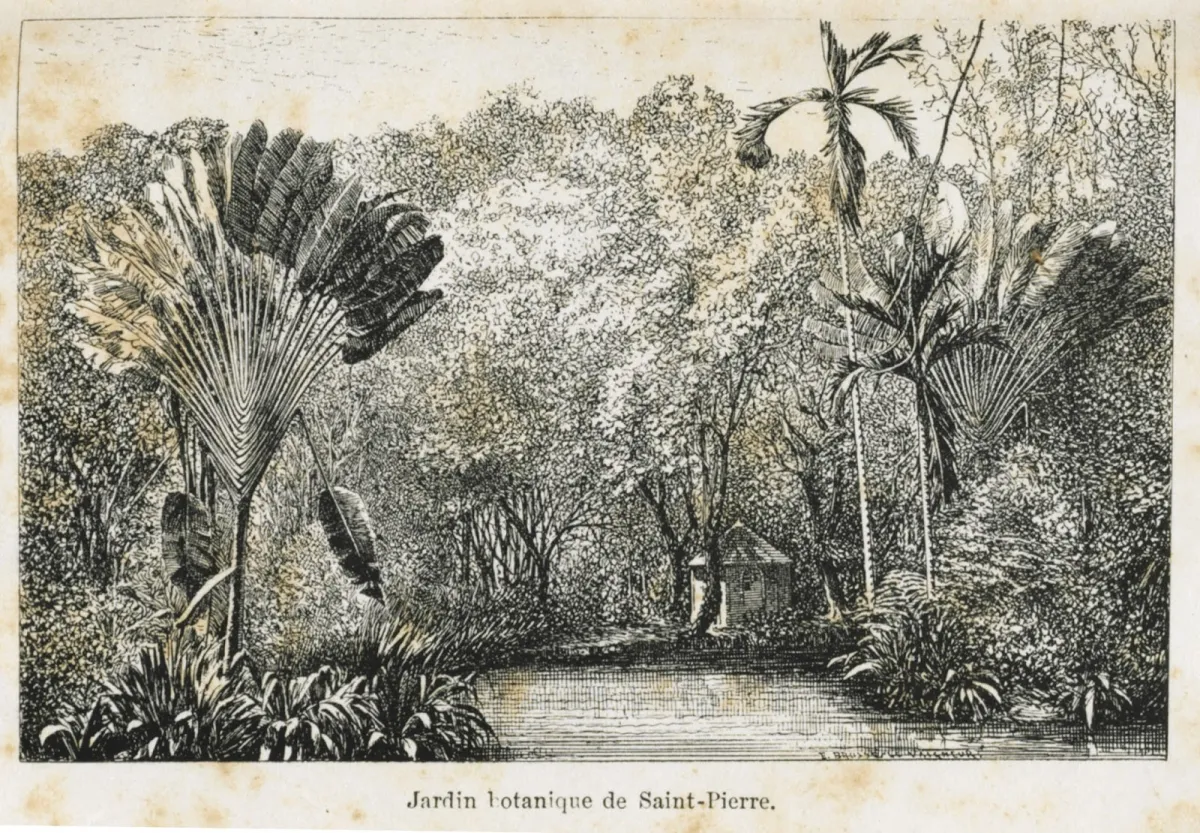 Représentation du jardin de Saint-Pierre