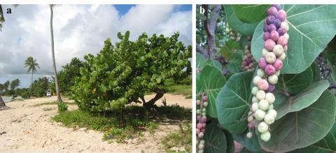 Photographie d'un raisinier et ses fruits