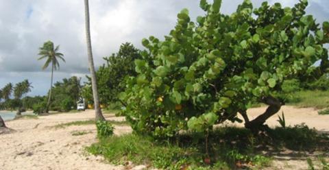 Photographie d'un raisinier bord de mer