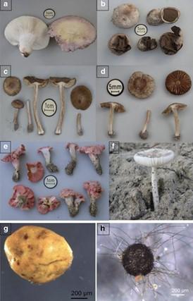 Photographie de sclérotes de champignons