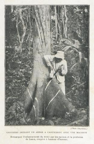 Image Gauchero incisant un arbre à caoutchouc avec une machete 