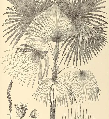 Représentation d'un genre de palmiers, famille des Arecaceae