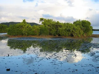 Photographie de palétuviers dans l'étang des Salines en Martinique