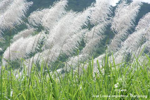 Photographie de plantes de canne à sucre